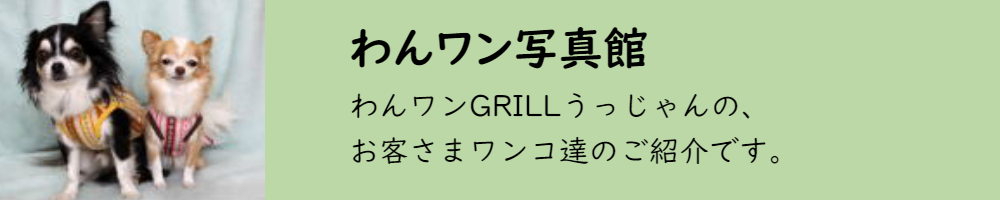 わんワン写真館